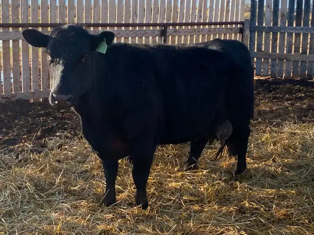 Milking Black Angus Cow