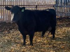 Milking Black Angus Cow