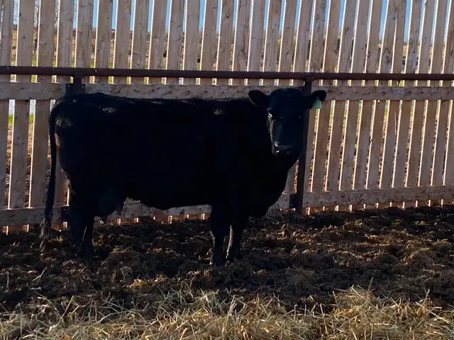 Milking Black Angus Cow - Photo 2