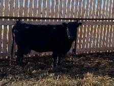 Milking Black Angus Cow - Photo 2