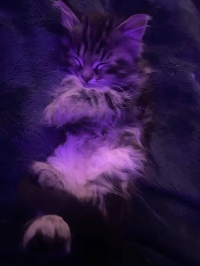 Tabby long hair and short haired kittens for sale