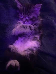 Tabby long hair and short haired kittens for sale