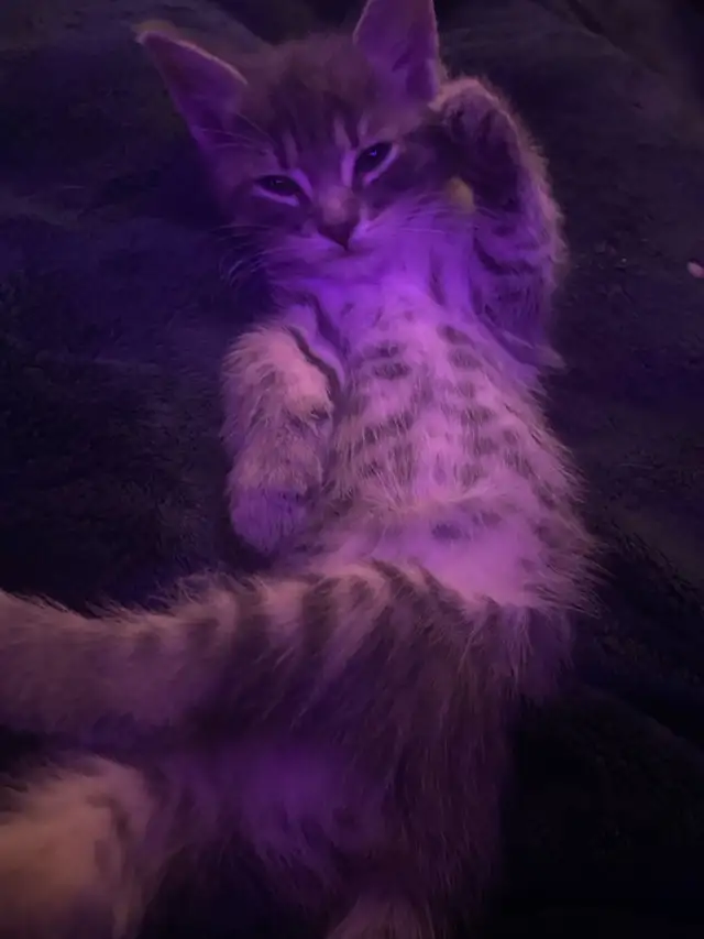 Tabby long hair and short haired kittens for sale - Photo 2