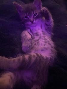 Tabby long hair and short haired kittens for sale - Photo 2