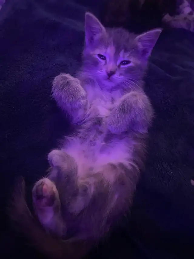 Tabby long hair and short haired kittens for sale - Photo 3