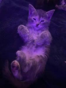 Tabby long hair and short haired kittens for sale - Photo 3