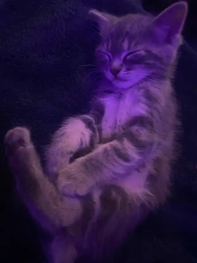 Tabby long hair and short haired kittens for sale - Photo 4
