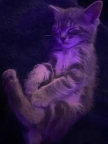 Tabby long hair and short haired kittens for sale - Photo 4