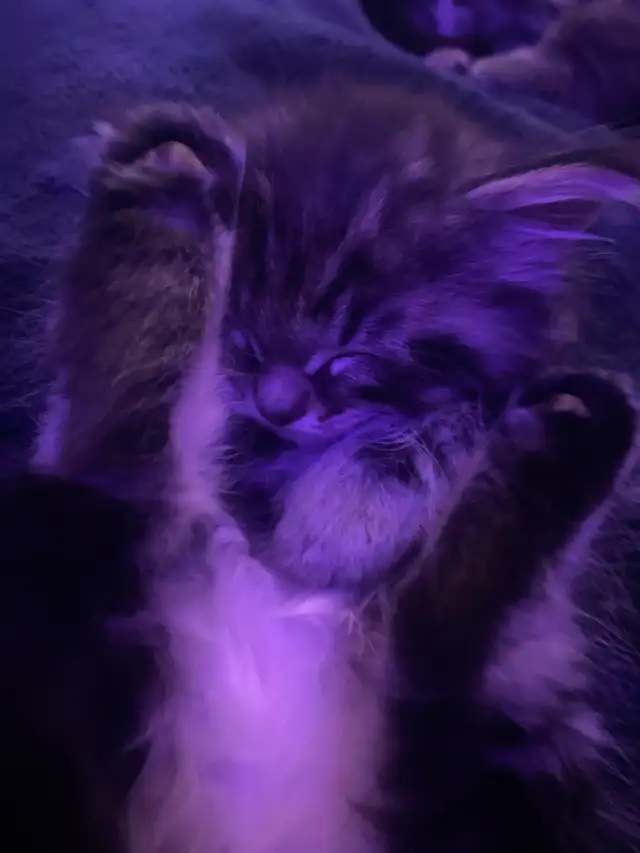 Tabby long hair and short haired kittens for sale - Photo 5