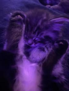 Tabby long hair and short haired kittens for sale - Photo 5