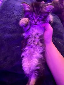 Tabby long hair and short haired kittens for sale - Photo 6
