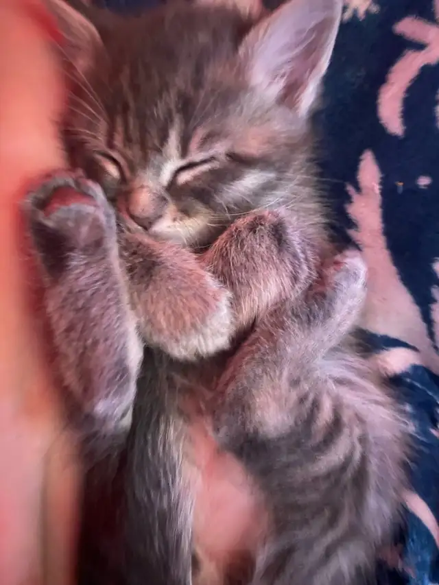 Tabby long hair and short haired kittens for sale - Photo 7