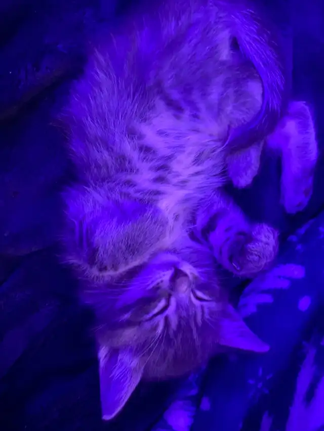 Tabby long hair and short haired kittens for sale - Photo 9