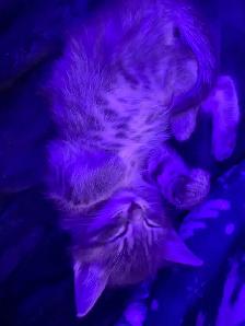 Tabby long hair and short haired kittens for sale - Photo 9