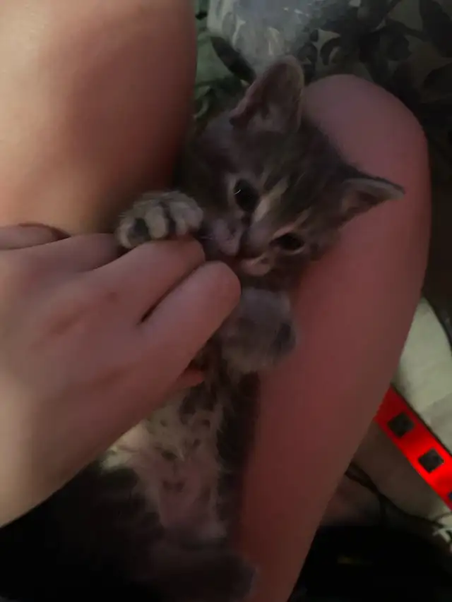 Tabby long hair and short haired kittens for sale - Photo 10