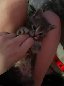 Tabby long hair and short haired kittens for sale - Photo 10