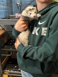 Furet 3 mois Femelle