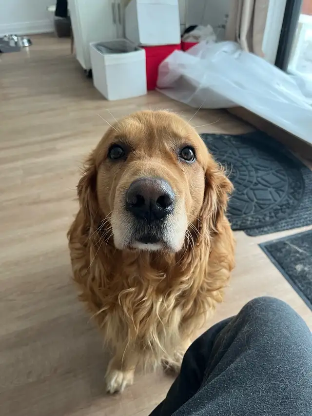 dog boarding, dog walking services