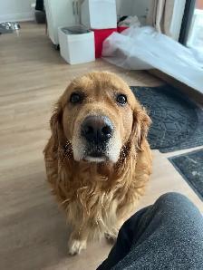 dog boarding, dog walking services