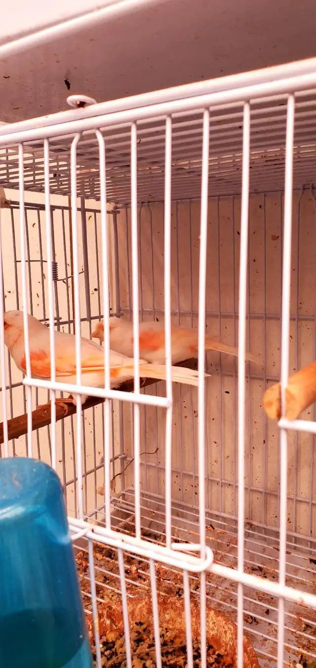 Canaries / Red Mosaic - Photo 2