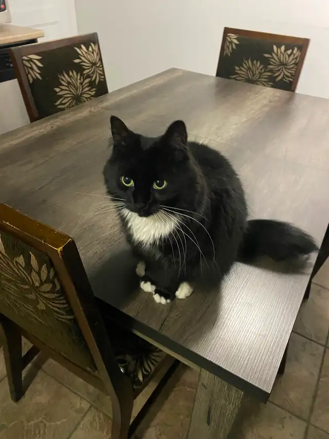 Chat à vendre