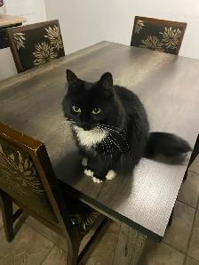 Chat à vendre