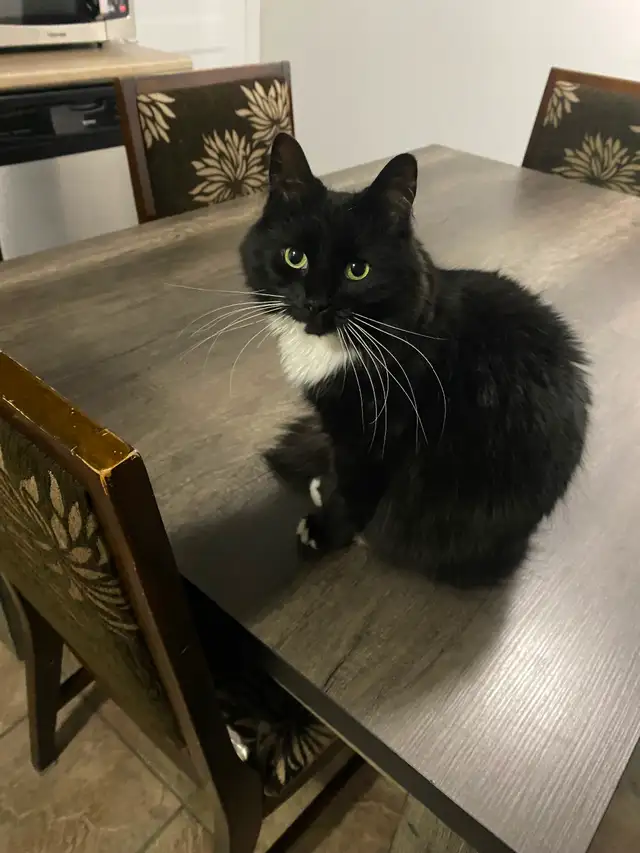 Chat à vendre - Photo 2