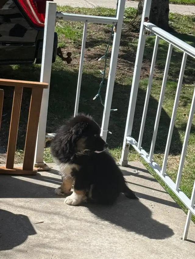 10 Week Old Australian Shepherd Puppy– Looking for a Loving Home