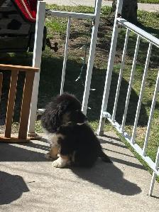 10 Week Old Australian Shepherd Puppy– Looking for a Loving Home