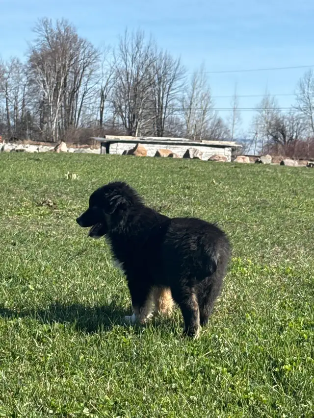 10 Week Old Australian Shepherd Puppy– Looking for a Loving Home - Photo 2