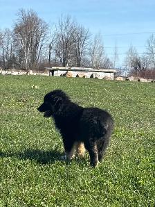 10 Week Old Australian Shepherd Puppy– Looking for a Loving Home - Photo 2