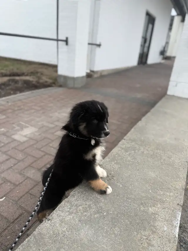 10 Week Old Australian Shepherd Puppy– Looking for a Loving Home - Photo 3