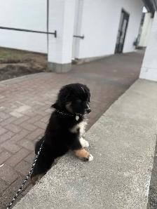 10 Week Old Australian Shepherd Puppy– Looking for a Loving Home - Photo 3