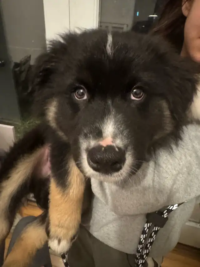 10 Week Old Australian Shepherd Puppy– Looking for a Loving Home - Photo 4