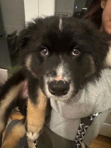 10 Week Old Australian Shepherd Puppy– Looking for a Loving Home - Photo 4