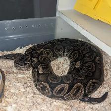 Male GHI Ball python