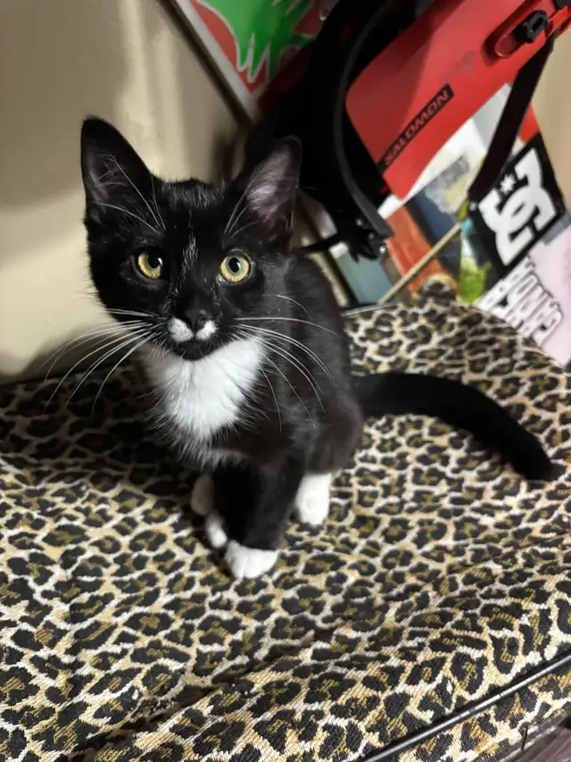 Tuxedo kittens