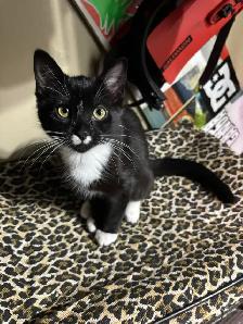 Tuxedo kittens