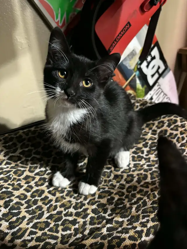 Tuxedo kittens - Photo 2