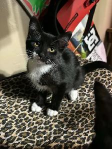 Tuxedo kittens - Photo 2