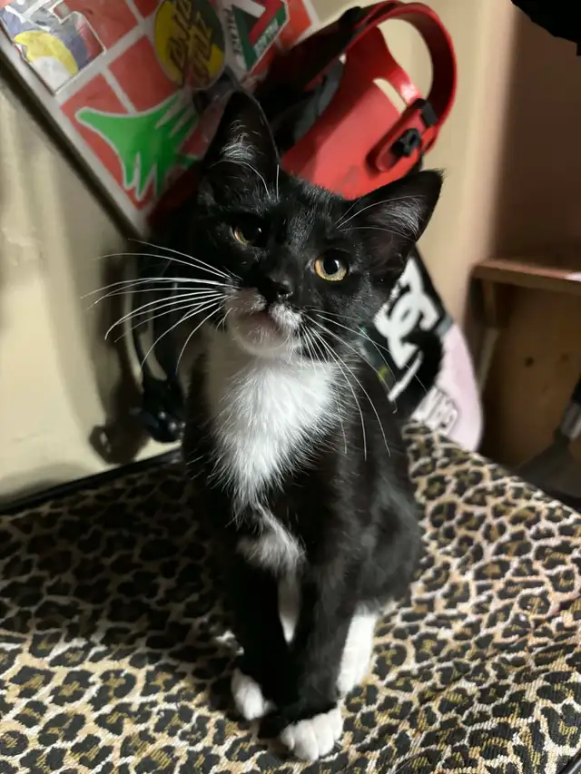Tuxedo kittens - Photo 3