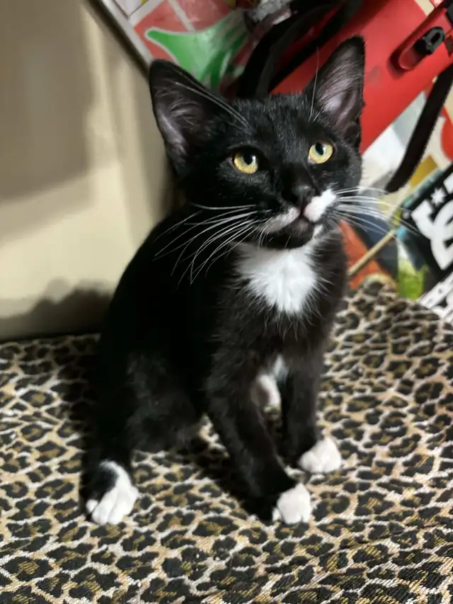 Tuxedo kittens - Photo 4
