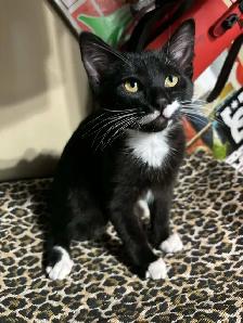 Tuxedo kittens - Photo 4