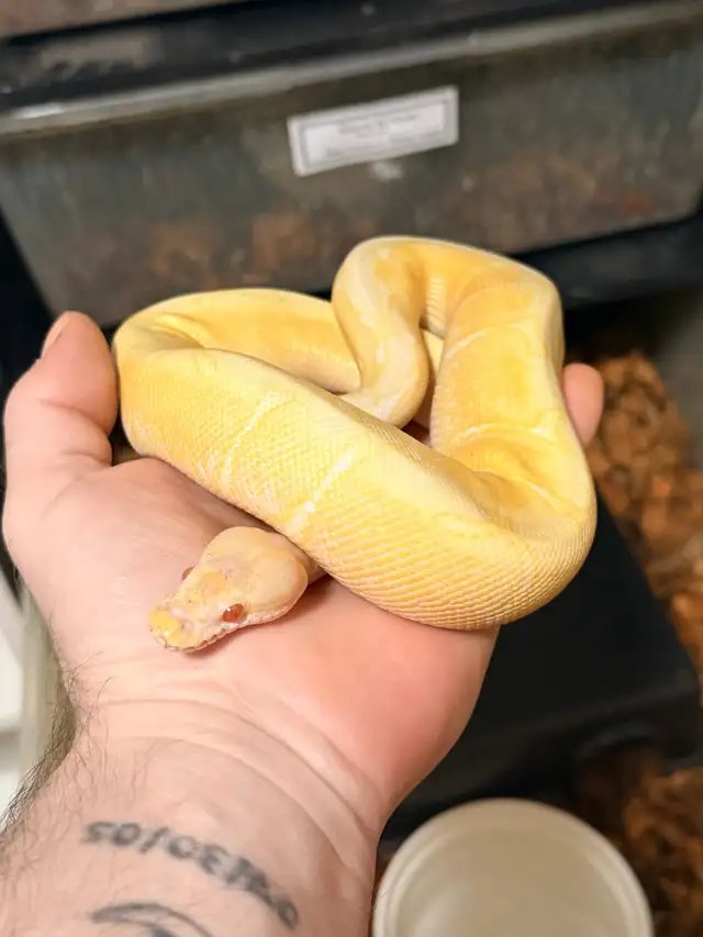 Male Albino Spider