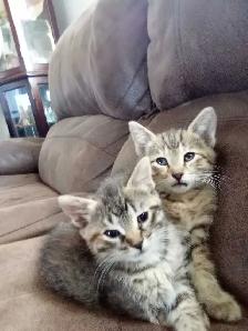Beautiful kittens