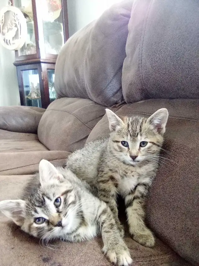 Beautiful kittens - Photo 2