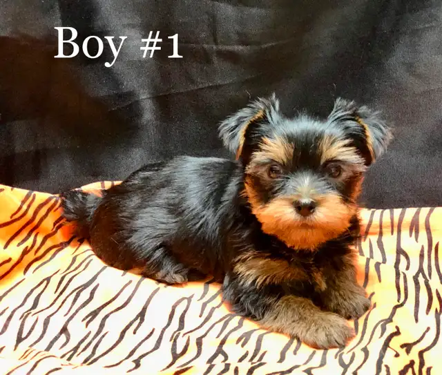 Purebred YORKSHIRE TERRIER PUPPIES