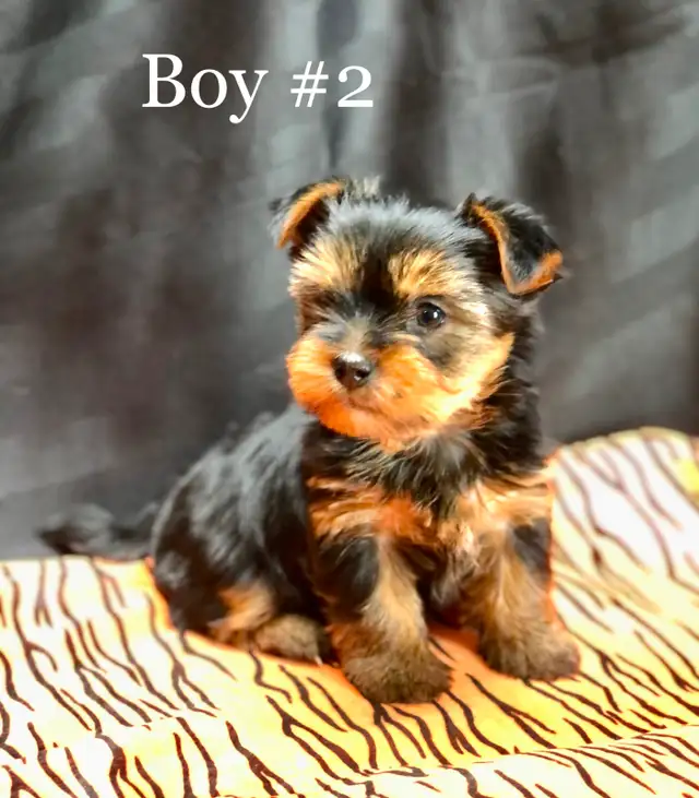 Purebred YORKSHIRE TERRIER PUPPIES - Photo 2