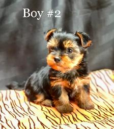 Purebred YORKSHIRE TERRIER PUPPIES - Photo 2