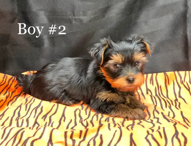 Purebred YORKSHIRE TERRIER PUPPIES - Photo 3